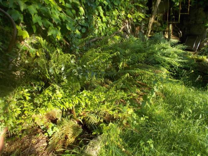 DSCN3403 (FILEminimizer)