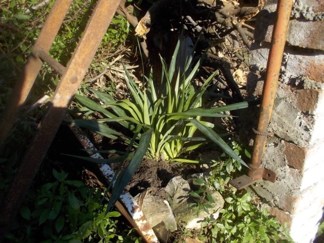 DSCN3418 (FILEminimizer)