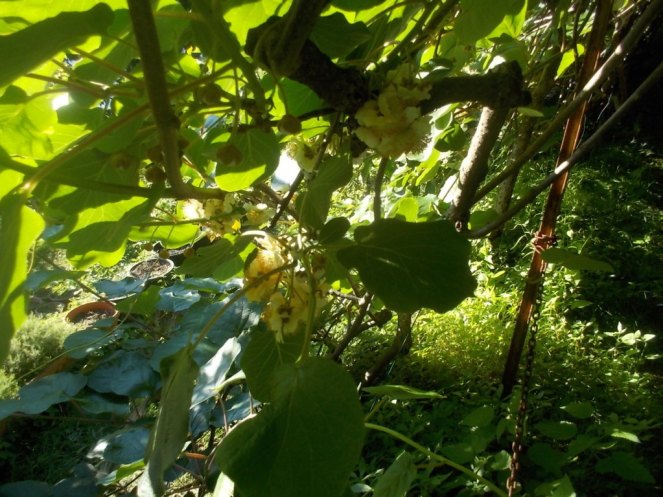 DSCN3420 (FILEminimizer)