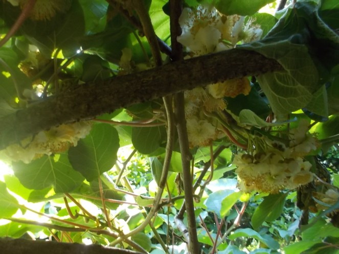 DSCN3426 (FILEminimizer)