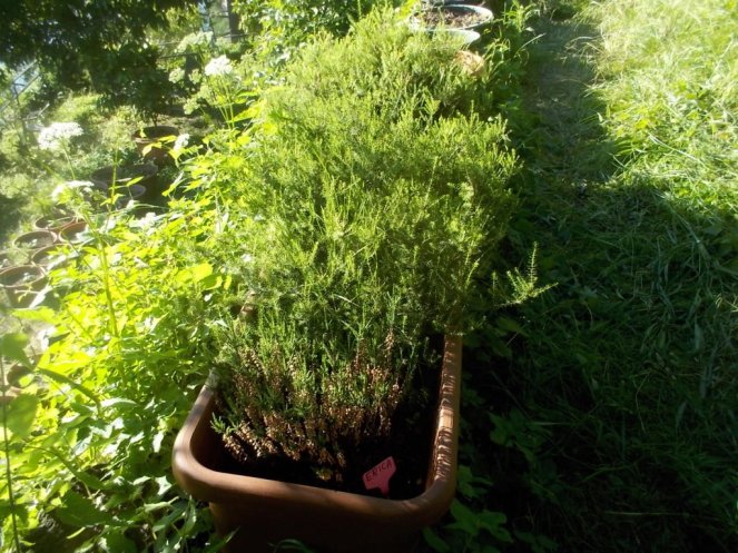 DSCN3428 (FILEminimizer)