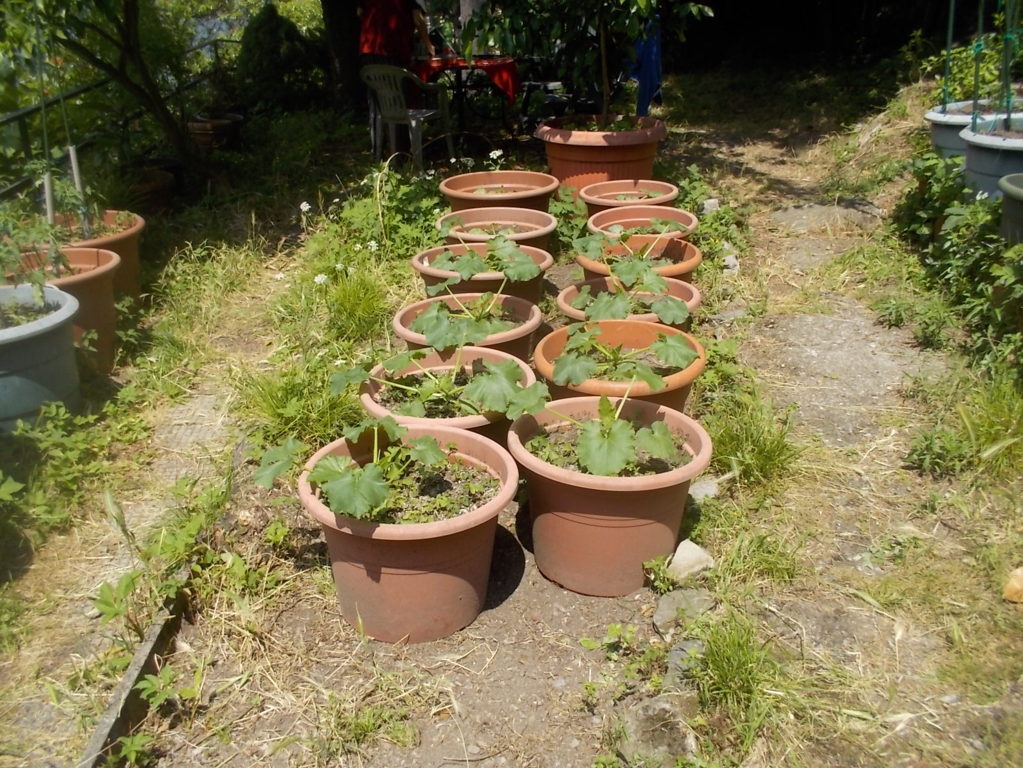 DSCN3444 (FILEminimizer)