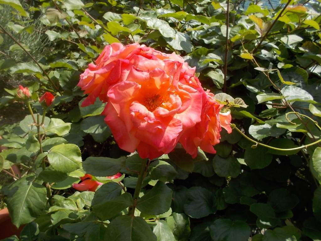 DSCN3448 (FILEminimizer)