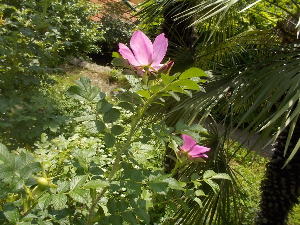 DSCN3450 (FILEminimizer)