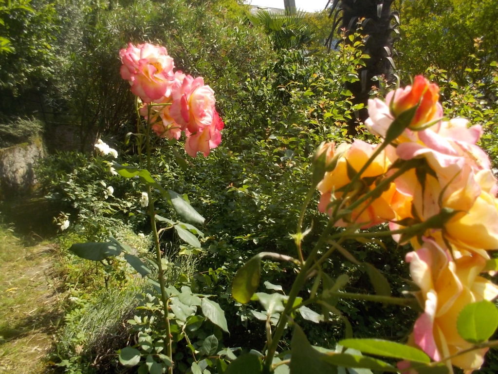 DSCN3451 (FILEminimizer)