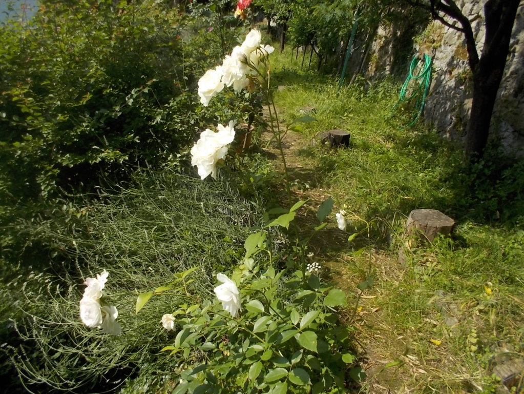 DSCN3453 (FILEminimizer)