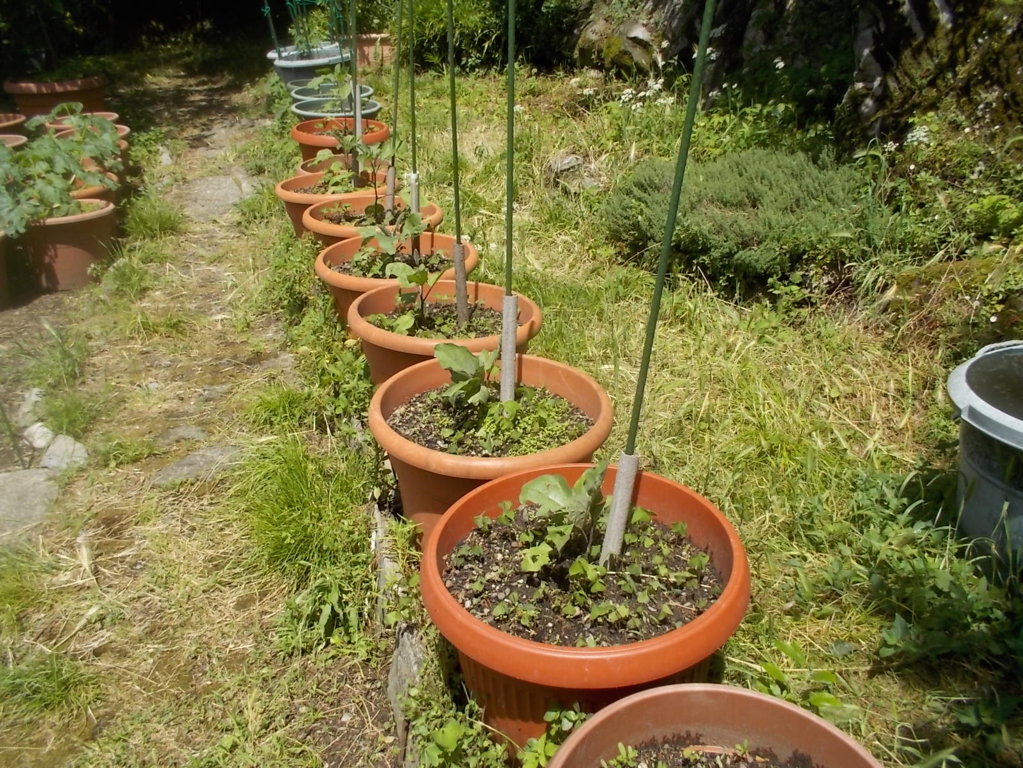 DSCN3458 (FILEminimizer)