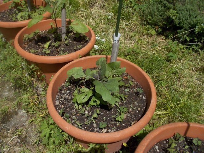 DSCN3459 (FILEminimizer)