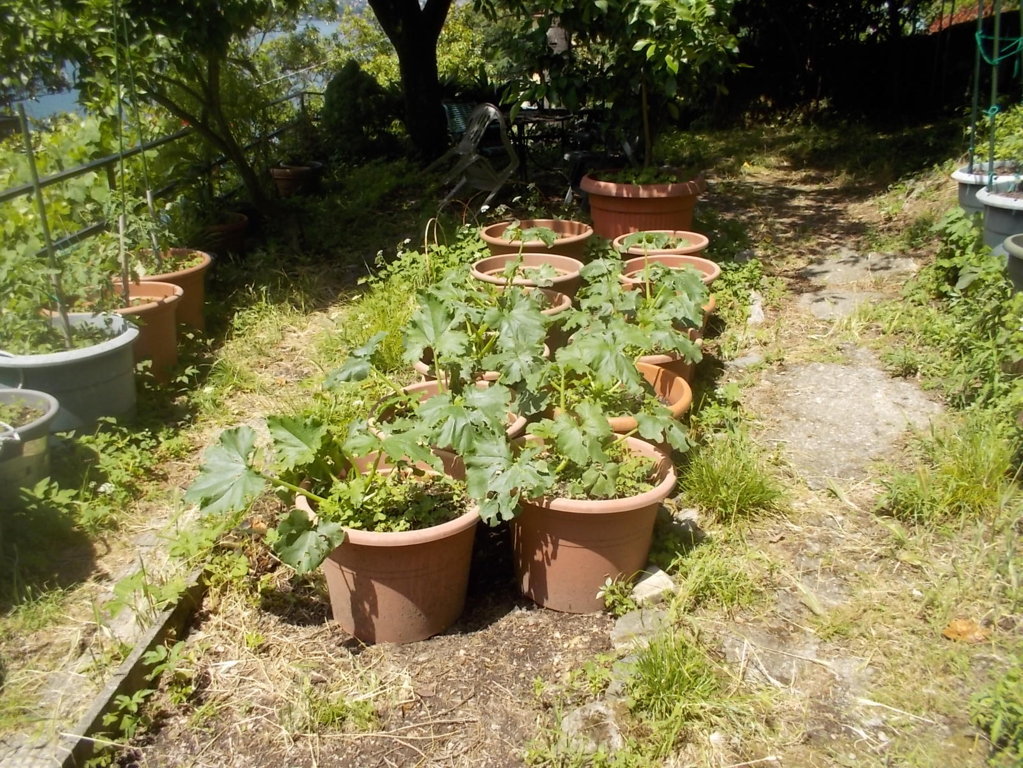 DSCN3460 (FILEminimizer)