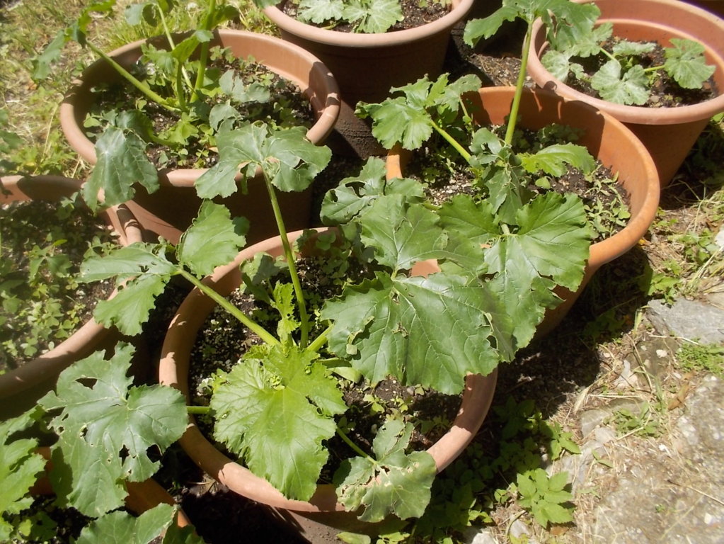 DSCN3462 (FILEminimizer)