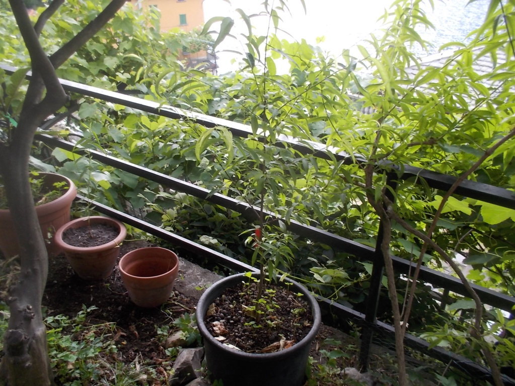 DSCN3481 (FILEminimizer)