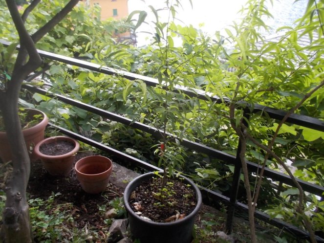 DSCN3481 (FILEminimizer)