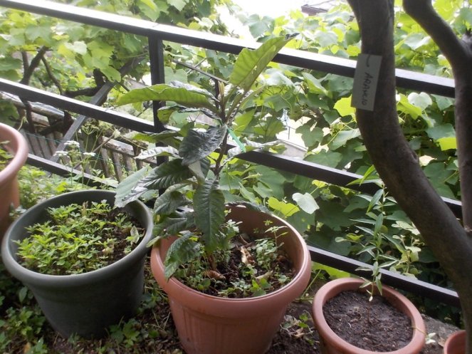 DSCN3482 (FILEminimizer)