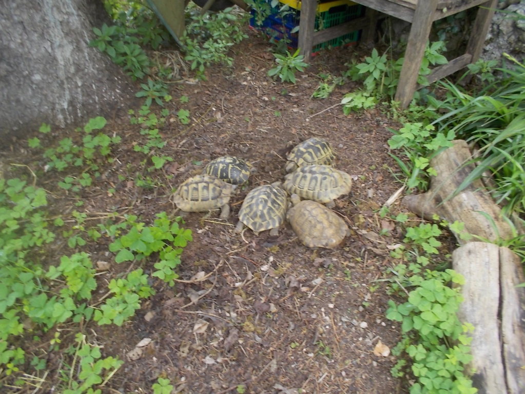 DSCN3518 (FILEminimizer)