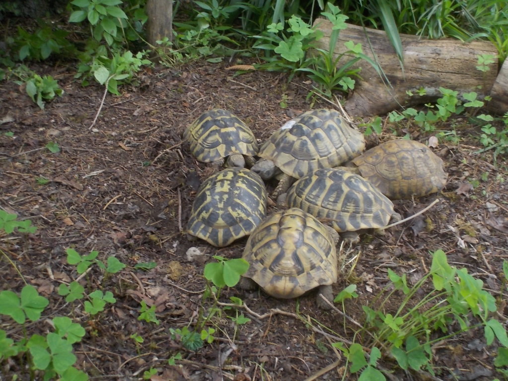 DSCN3520 (FILEminimizer)