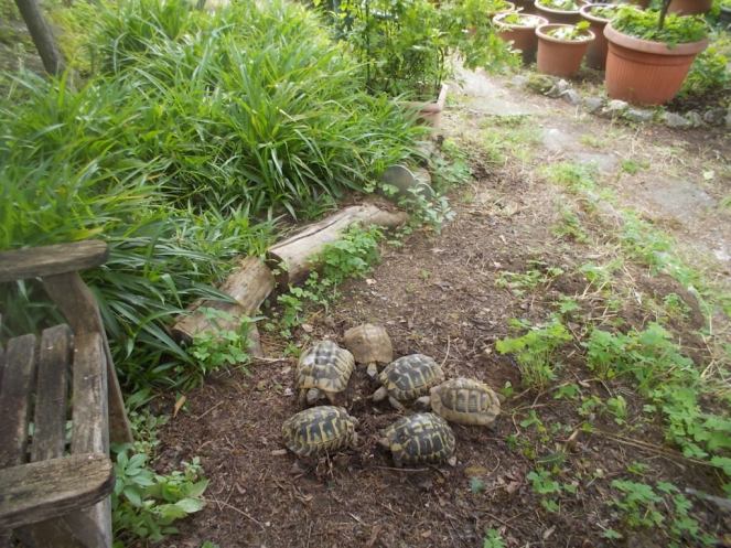 DSCN3522 (FILEminimizer)