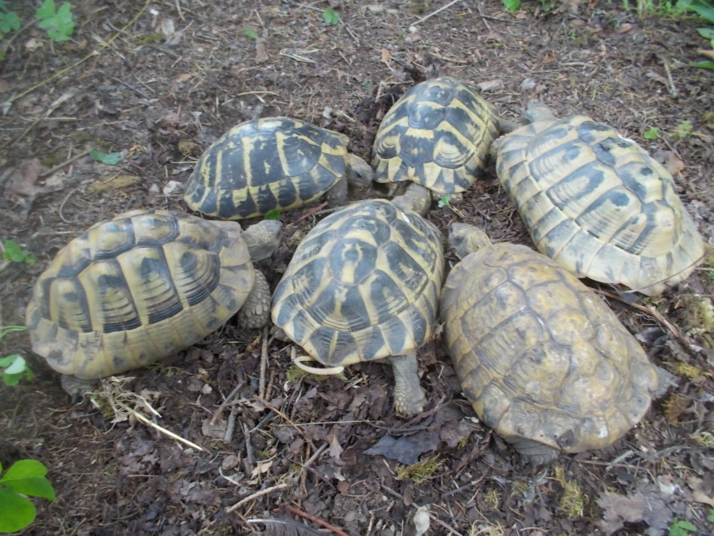 DSCN3525 (FILEminimizer)