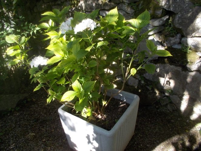 DSCN3546 (FILEminimizer)