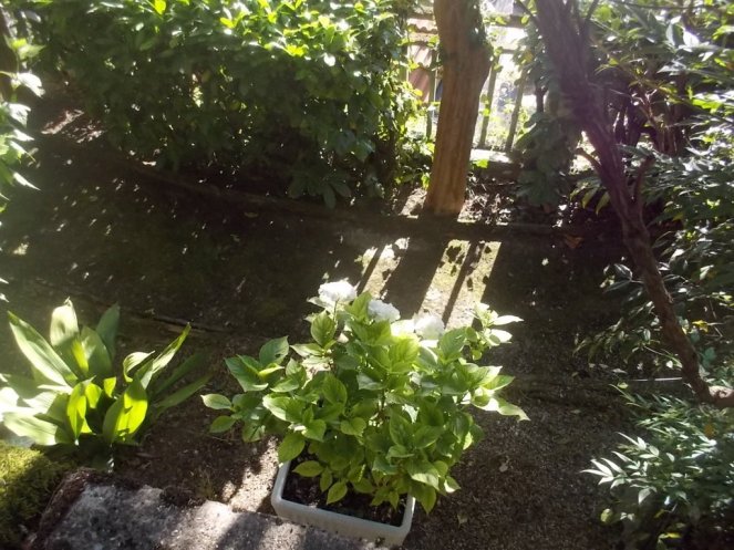 DSCN3547 (FILEminimizer)