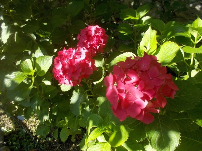 DSCN3552 (FILEminimizer)