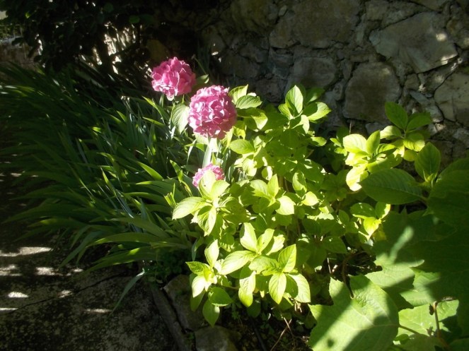 DSCN3554 (FILEminimizer)