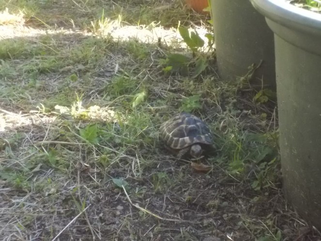 DSCN3574 (FILEminimizer)