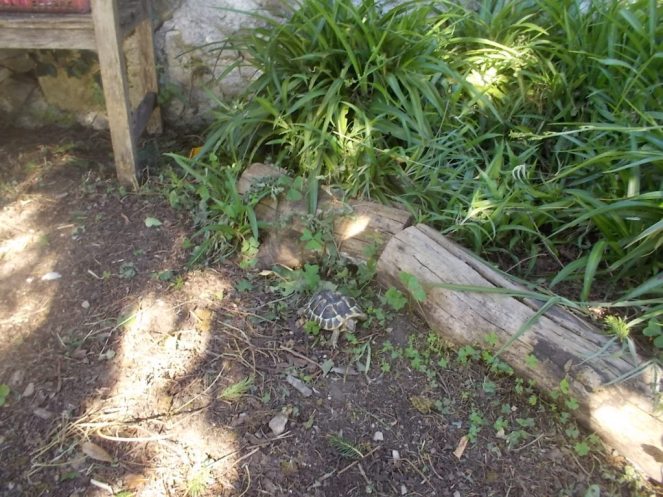 DSCN3584 (FILEminimizer)