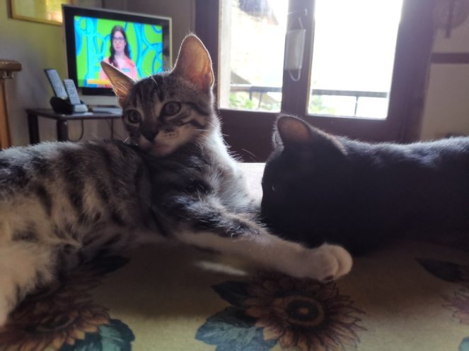 IMG_20200725_191215 (FILEminimizer)