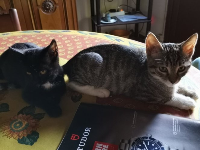 IMG_20200725_191506 (FILEminimizer)