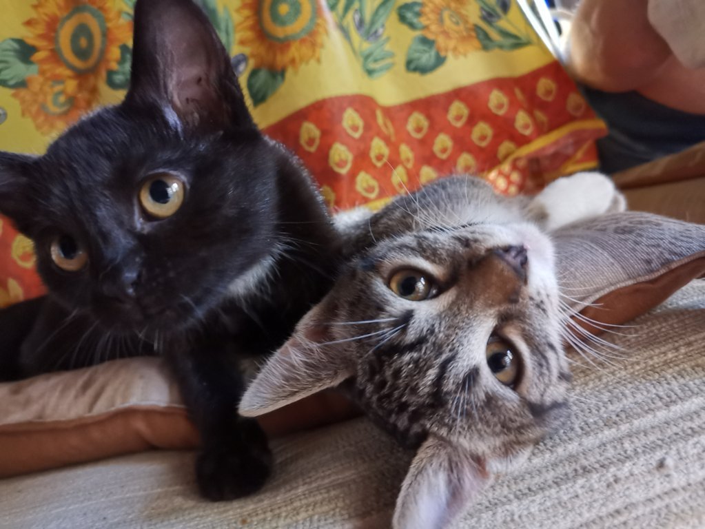 IMG_20200725_191752 (FILEminimizer)