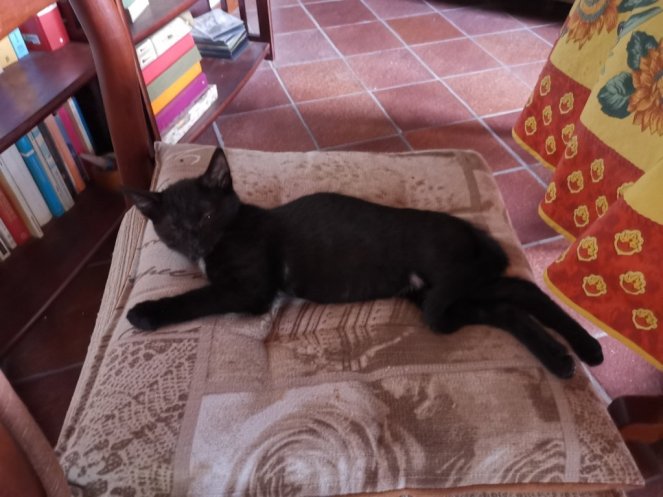 IMG_20200725_193249 (FILEminimizer)