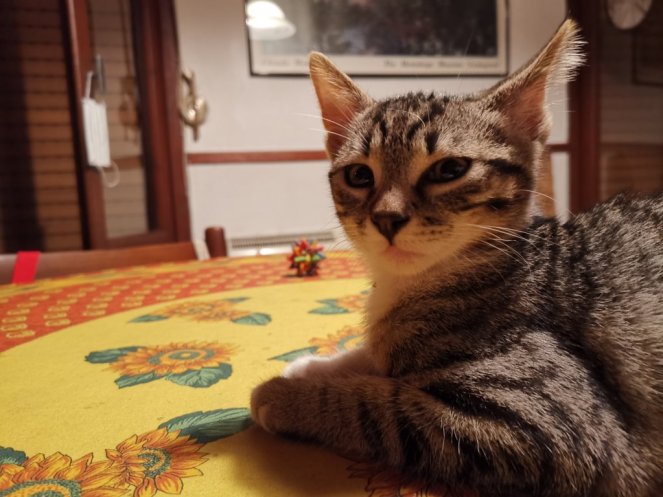 IMG_20200725_225435 (FILEminimizer)