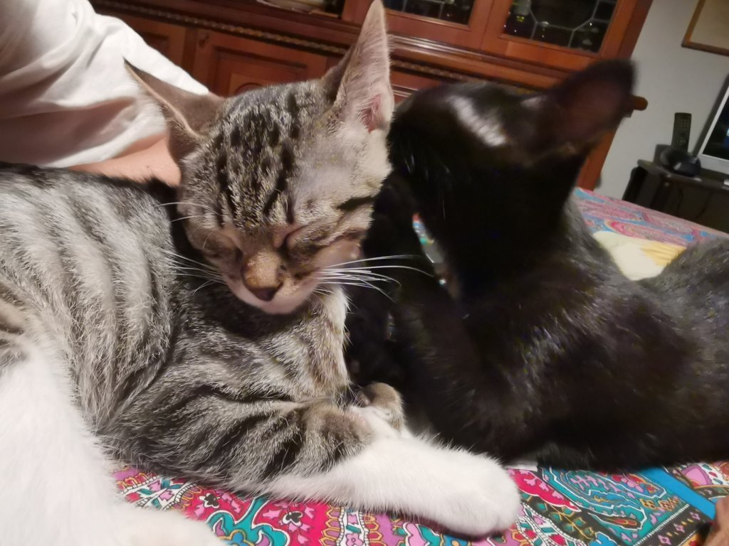 IMG_20200726_230211 (FILEminimizer)