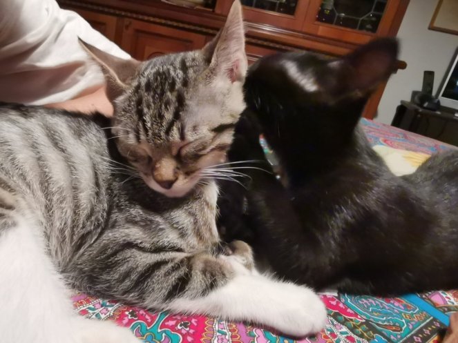 IMG_20200726_230211 (FILEminimizer)