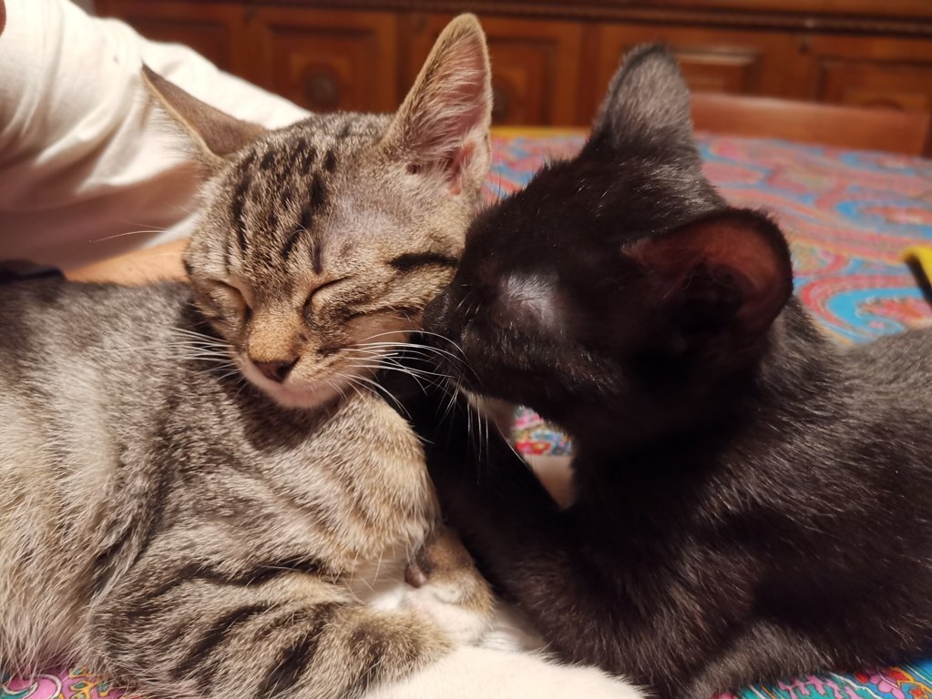 IMG_20200726_230242 (1) (FILEminimizer)