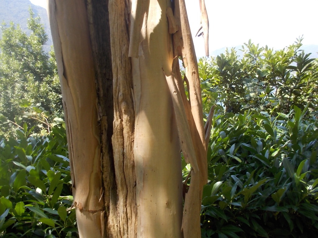 DSCN3746 (FILEminimizer)