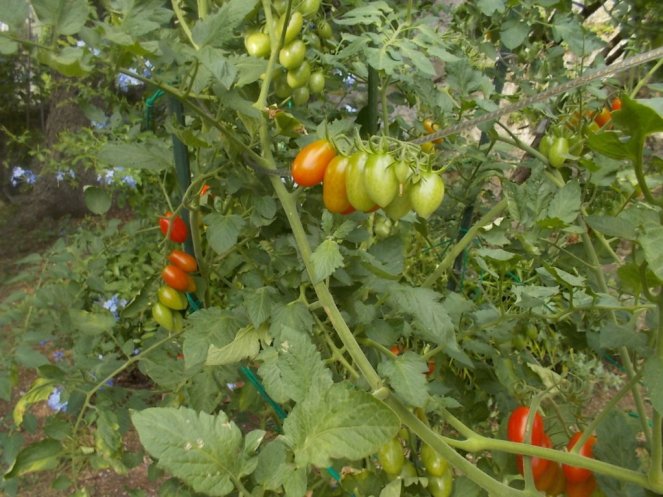 DSCN3765 (FILEminimizer)